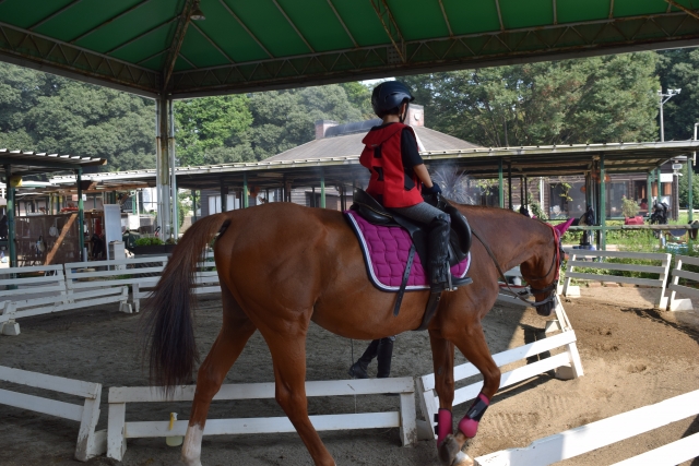 乗馬は密かに人気の習い事！何歳から始めれる？